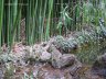 Nikitsky Botanic Garden17.JPG - 